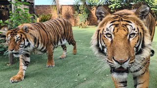 Tigers To Feed Cream ! Live