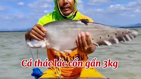 Dân câu dính cá thác lác cồm gần 3kg ￼#linhdongque 