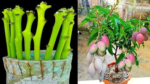 8 Multiple Grafting On One Mango Tree With 100%Success Result