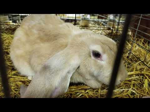 Βίντεο: Τα πράγματα ήταν «Hoppening» στο διαγωνισμό Crawford County Fair Rabbit Hopping