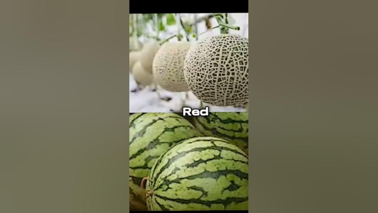 Watermelon VS Melon YouTube