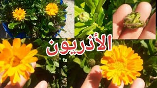 أقحوان الأذريون (نبات الجمرة)  Calendula  officinalis #نباتات_الزينة  #أزهار