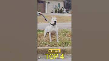 Dogs Shorts Fal Allbreeds Pitbull Dogo Belgium 