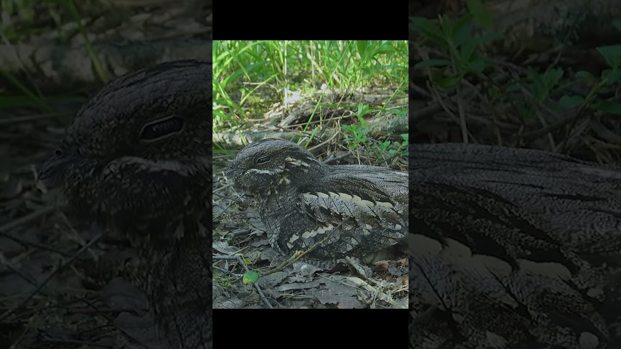 Что это? Что это за  мини-дракон?