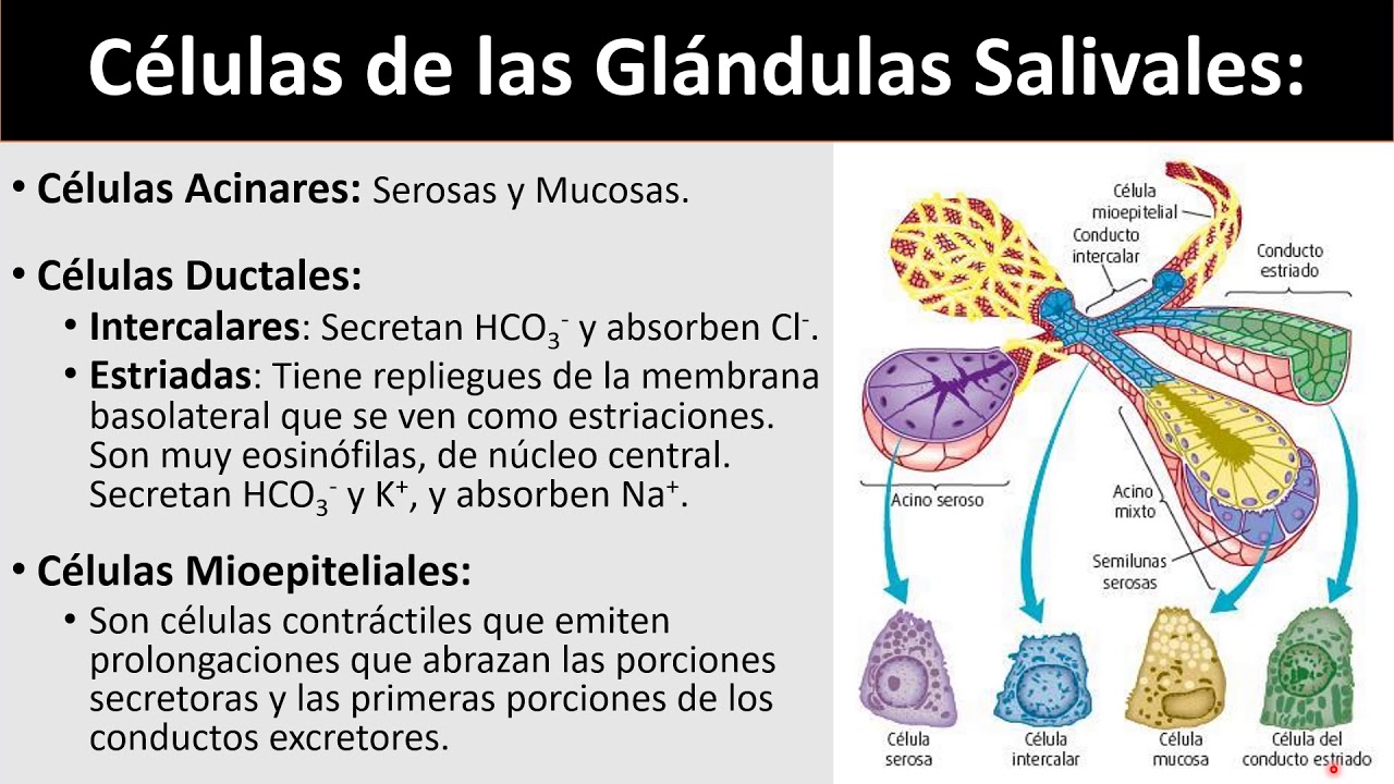 Células De Las Glándulas Salivales Youtube