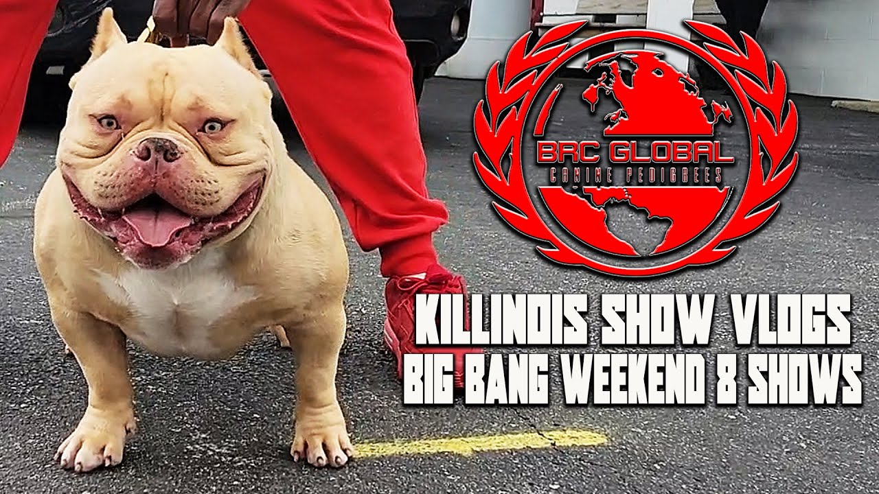 AMERICAN BULLY EXOTIC BULLY DOG SHOW!!!!!!!!! BIG BANG 8 SHOWS!!!! KILLINOIS KENNELS SHOW VLOGS
