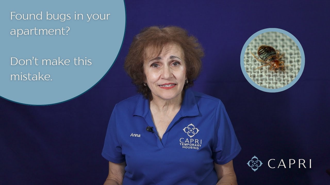 What To Do If You Find Bugs in Your Apartment