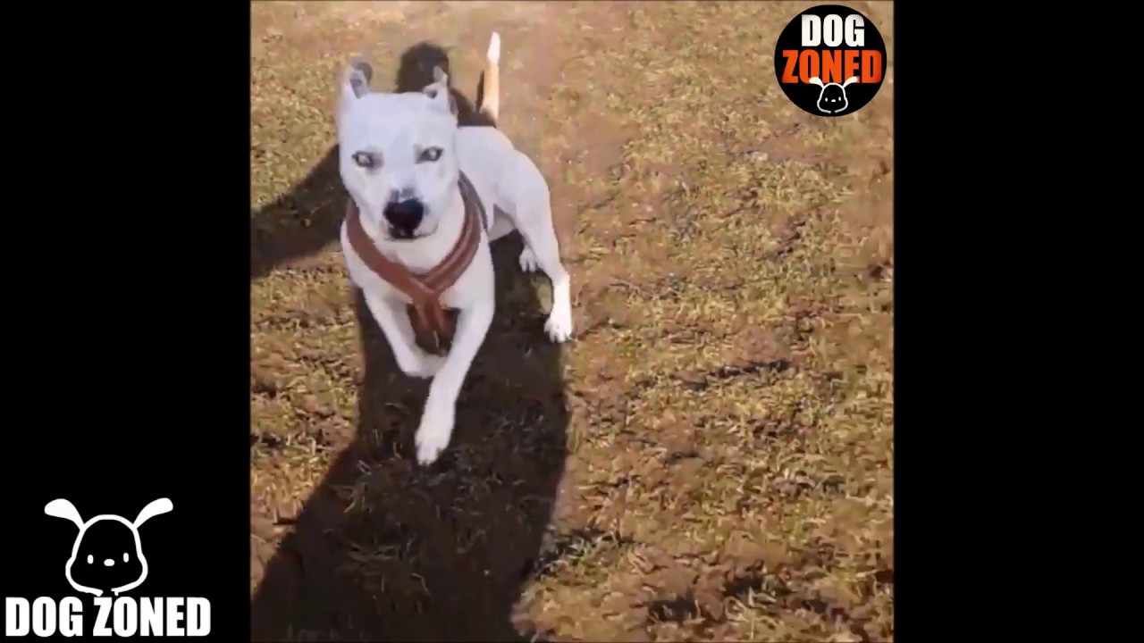 Pit Bull Compilation | 2018 (Part 7)