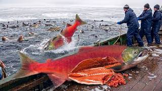 Fishermen Made $2 Million in 72 Hours Catching Salmon | A Deep-Sea Fishing Documentary