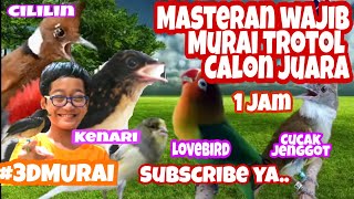 Masteran Murai Trotolan 1 Jam - Tembakan Cililin, Kenari, Lovebird, Cucak Jenggot #Audio #Jernih