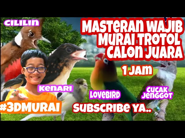 Masteran Murai Trotolan 1 Jam - Tembakan Cililin, Kenari, Lovebird, Cucak Jenggot #Audio #Jernih class=