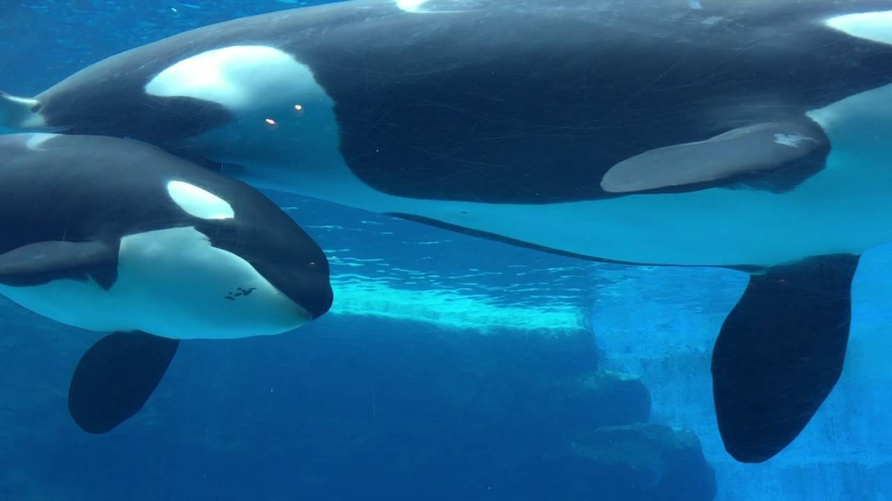 もうじき四歳♪ ステラ&リン親娘の授乳シーン Breast-feeding of Orca Stella&Rynn