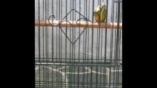 Pentis raja buat dempetan