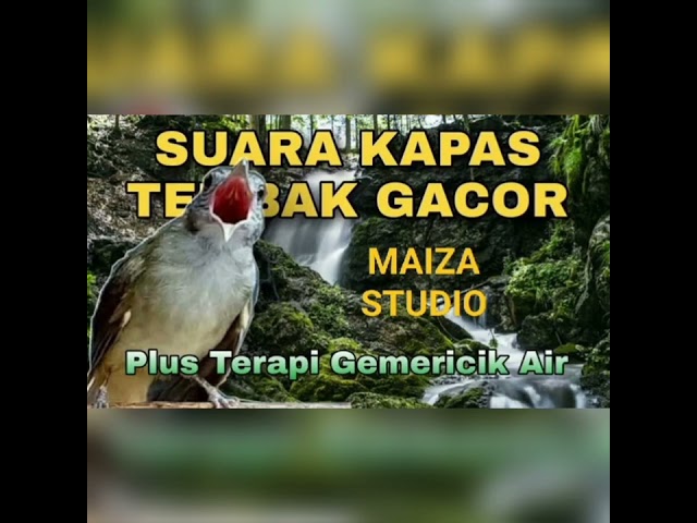 MASTERAN SUARA BURUNG KAPAS TEMBAK PLUS TERAPI GEMERICIK AIR. class=