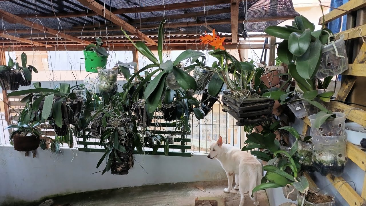 Tenho que tutorar as hastes das phalaenopsis?