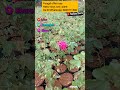 #shorts நாட்டு ரோஜா செடிகள் #8825771588 #gardening #nursery #gardaning #plants #trend #tamil #video