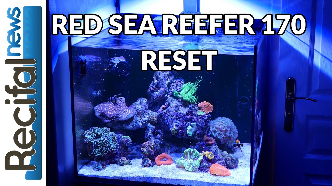 [VLOG#11] Axel :  Red Sea Reefer 170, reset de l'aquarium