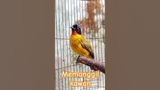 kutilang emas memanggil kawan