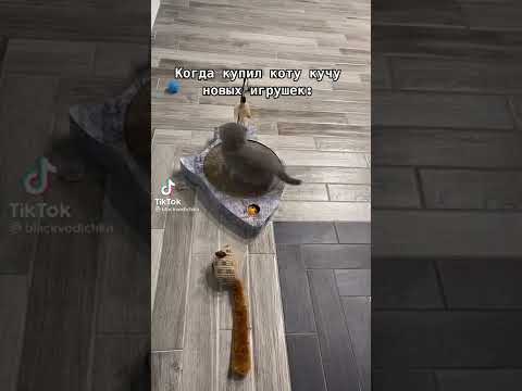 КОГДА КУПИЛ КОТУ ИГРУШКИ😂