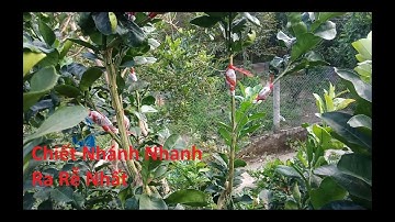 Cách Chiết Nhánh Bưởi Nhanh Ra Rễ Nhất Hiện Nay