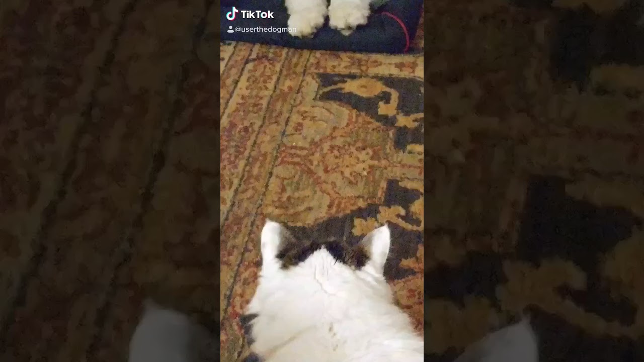 Kiki Dog Training Cat YouTube