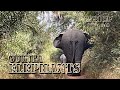 #112, Africa Episode 40, Elephants in Guinea