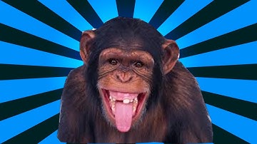 COD BO III Zombies: Der Eisendrache- Funny moments-Monkey, Monkey, Monkey, and more!!!