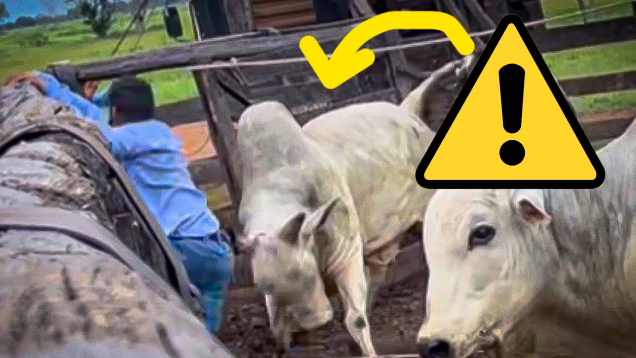 Nelore bicho bruto …