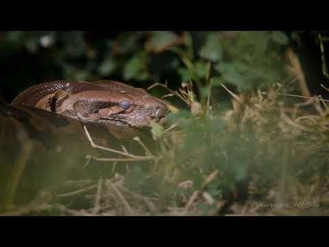 A Hiss from the Jungle!                        Indian Rock Python.The Indian python (Python molurus)