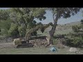 Border wall contractors take down cottonwood trees in Lochiel