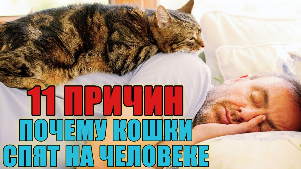 11 причин, почему кошки спят на человеке. Любимые места кошки. Народные приметы.