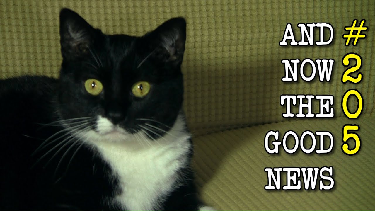 Your Dog Understands You! - And Now the Good News #205 - YouTube