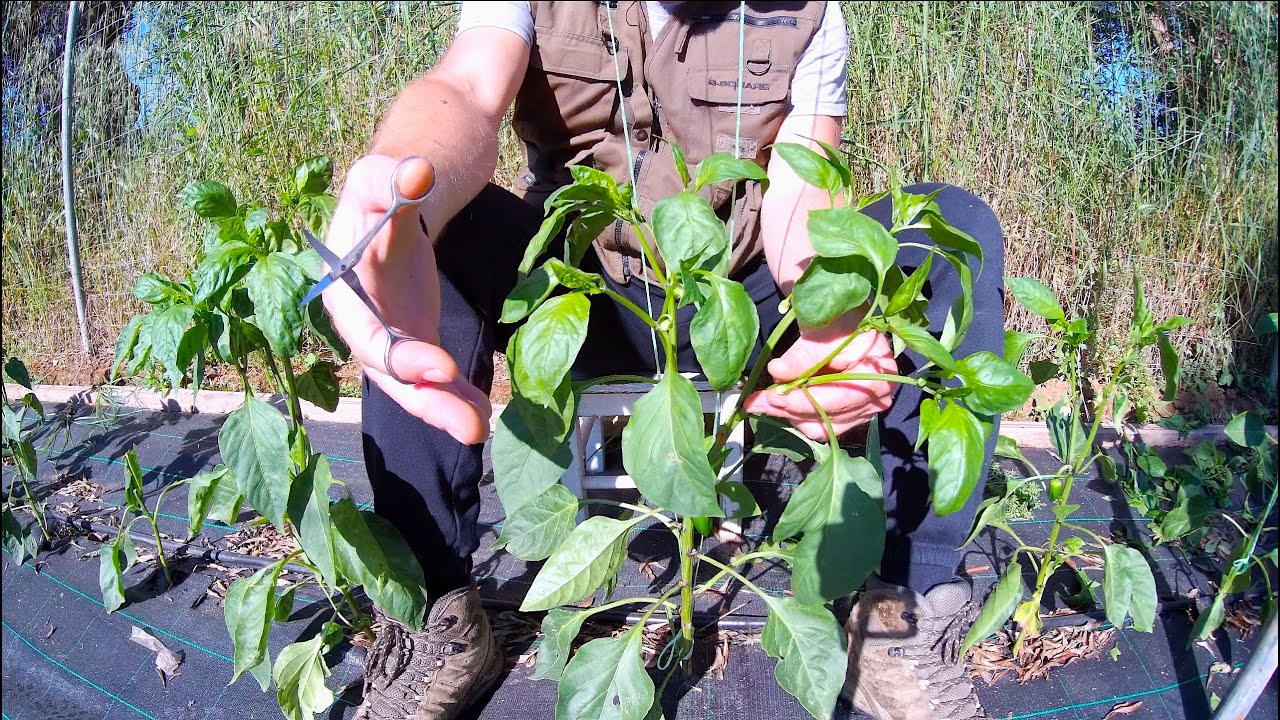 Как обрезать и завязывать перец для получения максимального урожая!