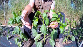 How to Prune and Tie Pepper Plants for Maximum Yield!