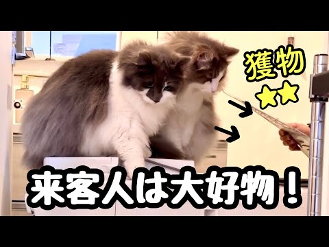 【ノルウェージャンフォレストキャット】獲物を追うようにお客さんに夢中になる理由とは⁉️