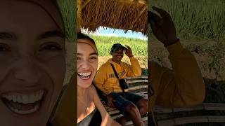 Morning with local rice farmers in Sumba, Indonesia ?? #travelvlog #travel #sumba