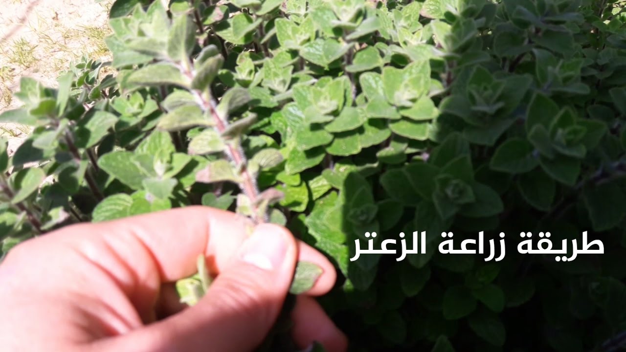 طريقة زراعة الزعتر Cultivation Of Thyme Youtube