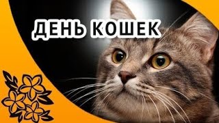 Международный День Кошек!