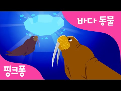 바다코끼리 | 바다 동물 | 동물동요 | 핑크퐁! 인기동요