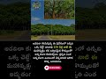 అడవిలా కనిపిస్తున్న ఈ ప్రదేశంలో ఉన్నది ఒక్క చెట్టే! దాదాపు 250 ఏళ్ల