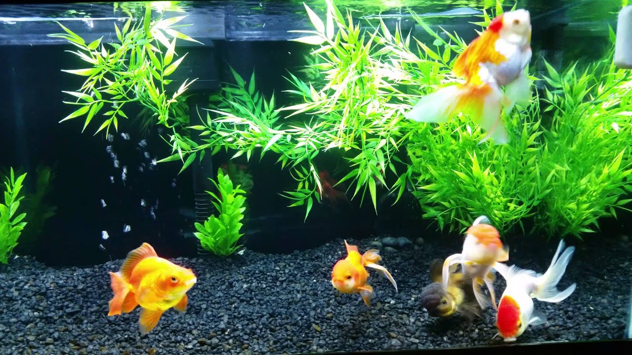 Update* 40 gallon Goldfish tank 2015 YouTube