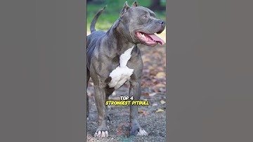 Top 4 Strongest Pitbull-Type Dogs #shorts #dog #pets #pitbull #trending