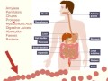 Digestive System Explained!