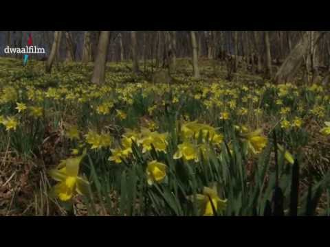 Video: Hoe Kom Je In De Vallei Van De Narcissen