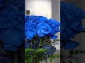 Blue Rose Bouquet Toronto Flowers Bloomen Canada Flowers Flowerarrangement Toronto mp3