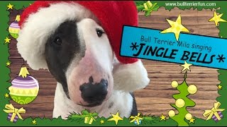 Bull Terrier Singing Jingle Bells For Christmas