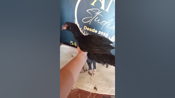 💯 As Guarda-Chuvas💯 #galos #aves #galosmura #study #frango #frangos