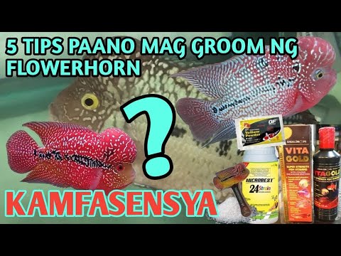 PAANO MAG GROOM NG FLOWERHORN VER. 2.0 | KAMFA | MABISANG GAMOT SA SAKIT