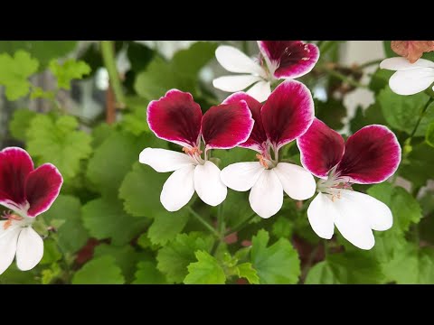 Video: Pelargonium Yetiştirmedeki Zorluklar