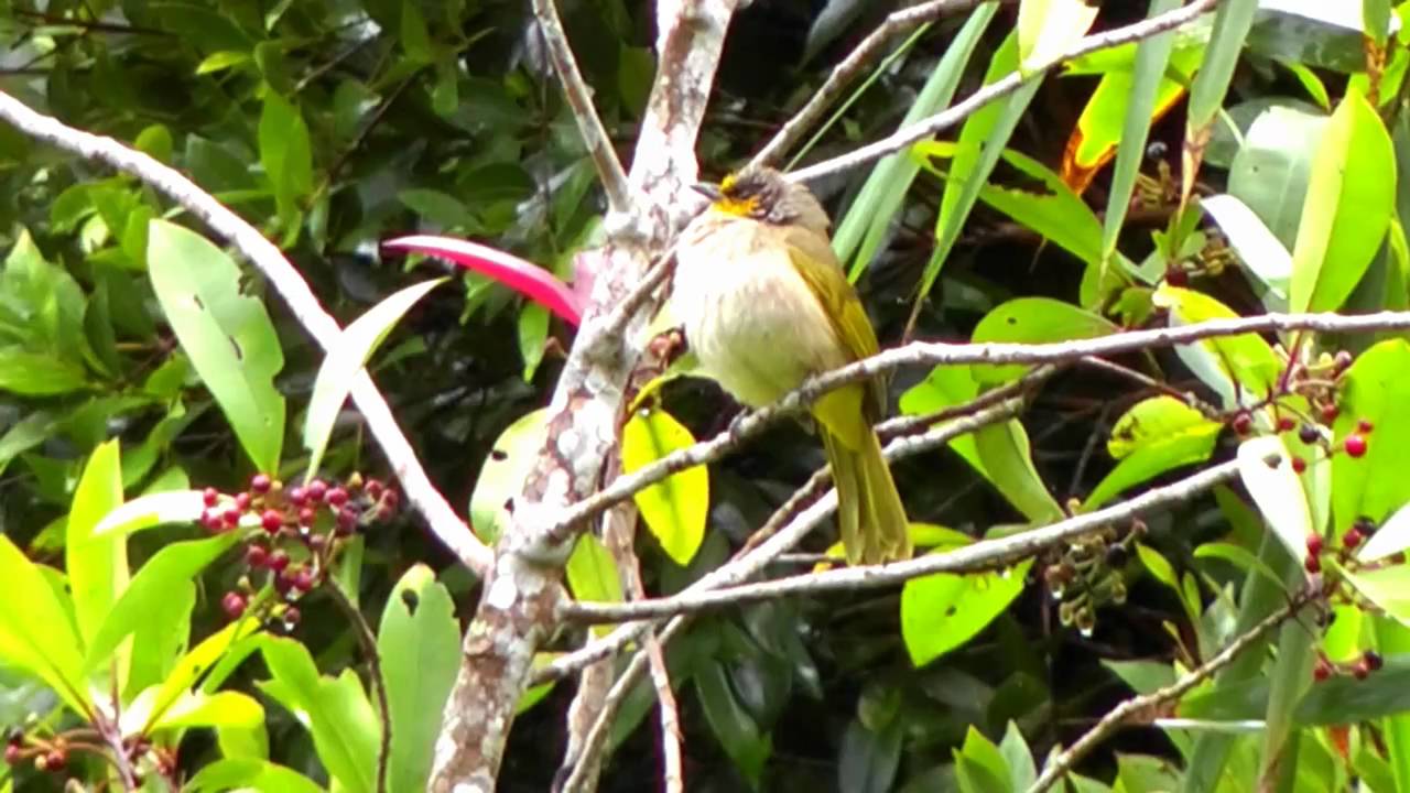 Bulbul, Striped-throated - Pycnonotus finlaysoni
